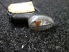 Knipperlicht links voor Yamaha Tracer 700