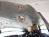 Achterspatbord Kawasaki CSR 305 LTD