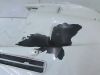Cowl upper front BMW R 1100 RT