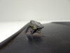 Cowl left small Triumph Tiger 900