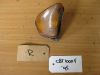 Winker right front Honda CBR 1000 F