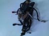 Wire Harness Honda CBR 600 F