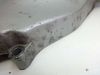 Engine cover Yamaha XJ 600 Diversion
