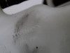 Radiator reserve tank  Honda CRF 1100 Africa Twin