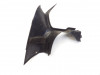 Cowl inner right Honda CBR 1100 XX