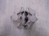 Brake calipers front Yamaha Tracer 700