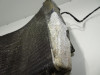 Radiateur Yamaha YZF R6