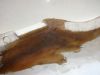 Heck links Honda CBR 600 F