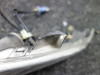 Knipperlicht links voor Yamaha XP 500 T-Max