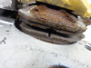 Bremssattel Bremszange hinten Honda CBR 600 RR