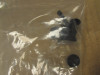 Scheibe Windschild Yamaha Tracer 900