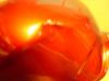 Fuel tank Honda CBR 1100 XX