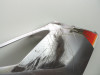 Cowl right Aprilia RSV 1000