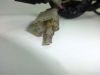 Handlebar switch assy left Kawasaki GPX 600