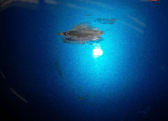 Achterkuipdeel Kawasaki ZX 9 R