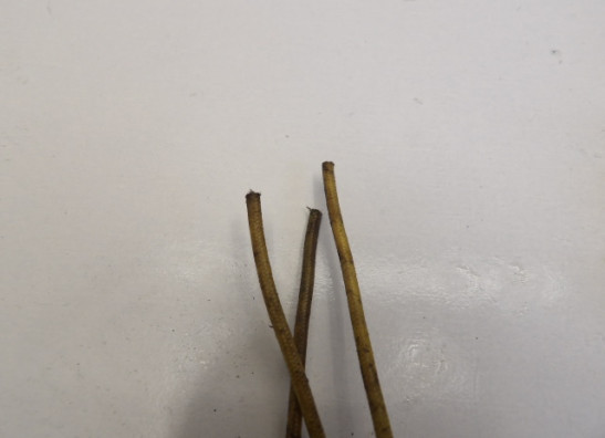 Dynamo Suzuki GS 550