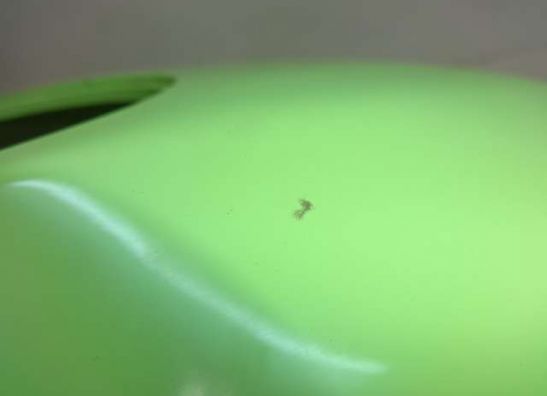 Tankschutz BMW F 650