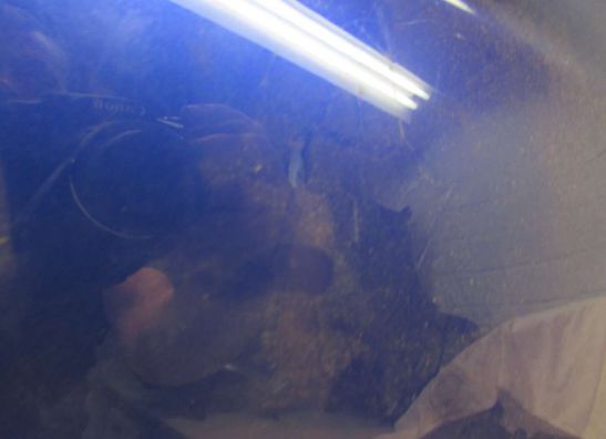 Cowl lower right Yamaha YZF R1