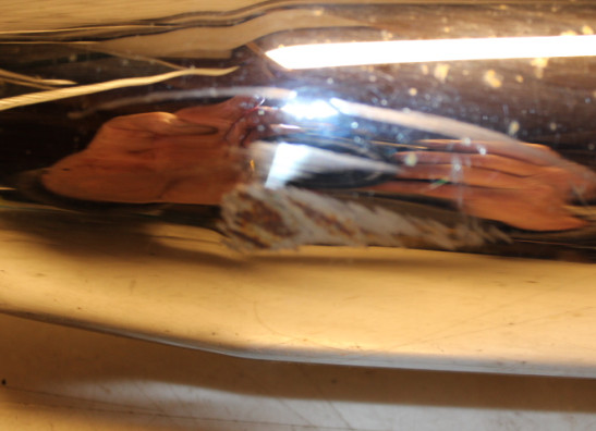 Uitlaat Yamaha XJ 900 S Diversion