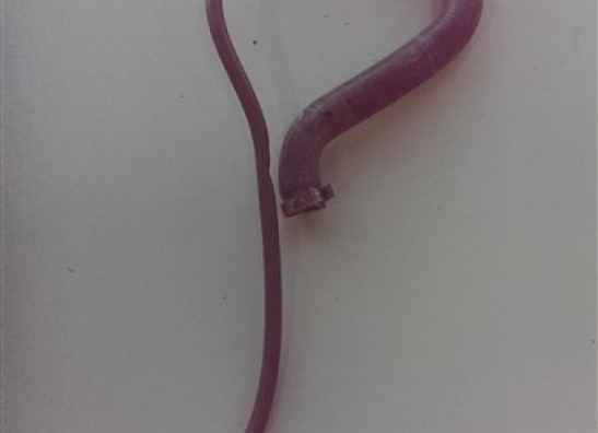 Sonstiges Aprilia Tuono 1000