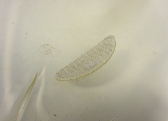 Kuipruit BMW K 1200 S 