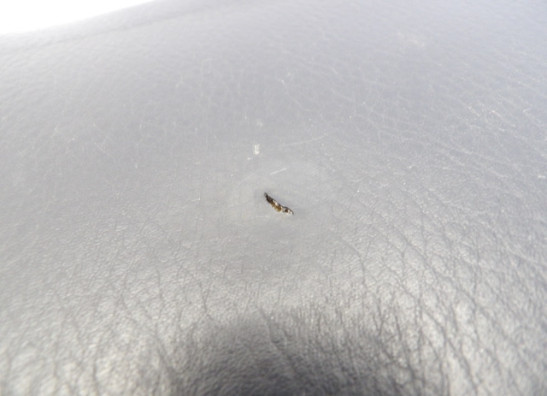 Buddy zadel Yamaha FZR 600