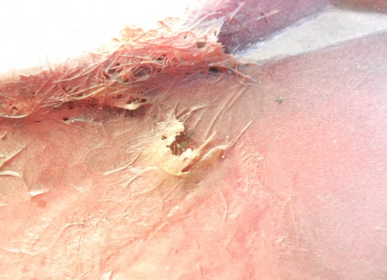 Cowl left rear Yamaha YZF 1000 Thunderace