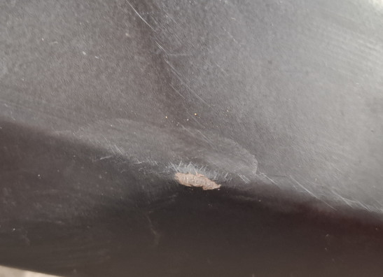 Auspuff CFMoto 650 MT