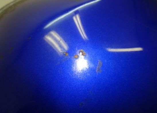 Benzintank Honda TRANSALP