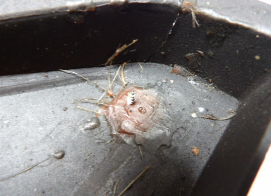 Cowl right small Suzuki GSX 750