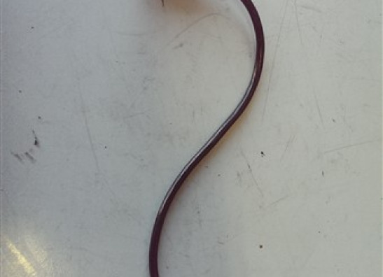 Sensor - Electronic part Aprilia Tuono 1000 2003-2005