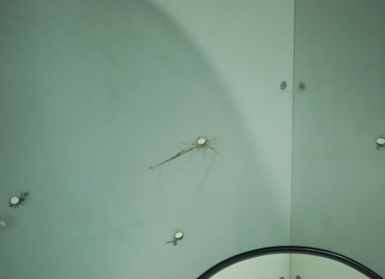 Kuipruit Moto Guzzi Florida V 65